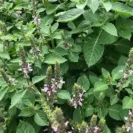 ハーブツウルシーの種。来年八重桜の咲く頃植えつけると沢山の花を咲かせてくれます。