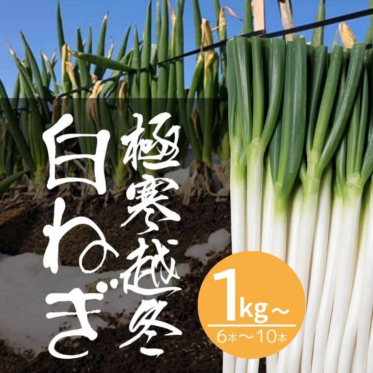 極寒越冬白ねぎ【寒波到来で糖度UP】送料込み