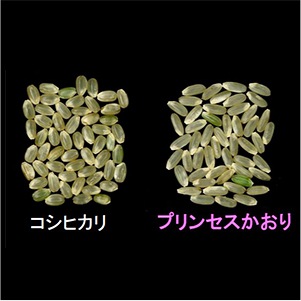 11ܤ缡ȯ 7ǯٻͽĻ踩ץ󥻥2kg