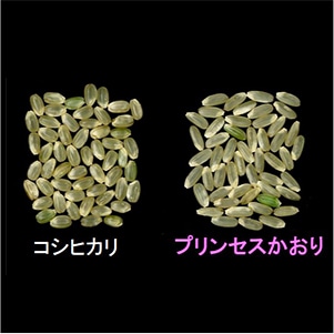 11ܤ缡ȯ 7ǯٻͽĻ踩ץ󥻥5kg