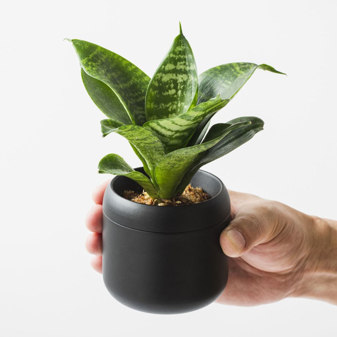 ��PLANT POT HACHI�� �ץ��ȥݥå� �ϥ� 2��