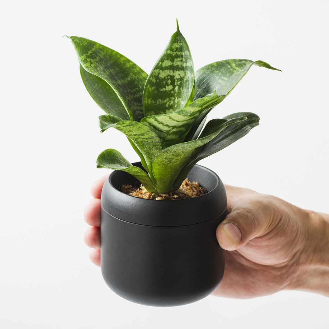 PLANT POT HACHI】 プラントポット ハチ 2号・3号セット