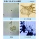 IonicBreeze ե륿쥹 ۥ磻