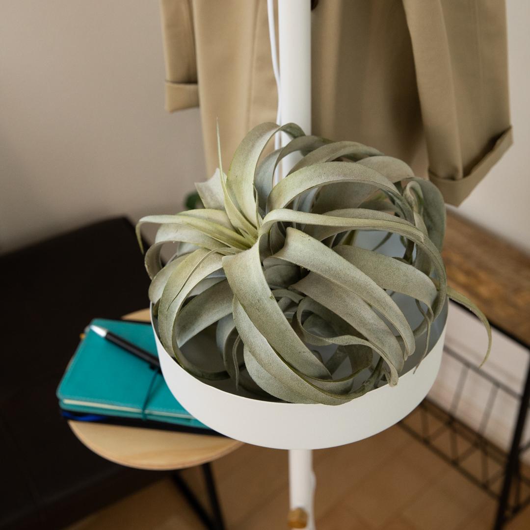 ��DRAW A LINE�� 019 Tray �ۥ磻��
