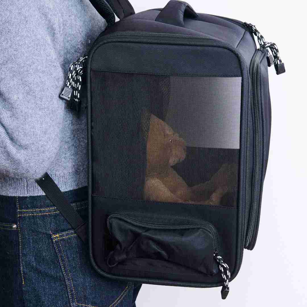 ��CBJAPAN���ޤ����ƥ������ˤ�ʤ���̥ڥåȥ��å�