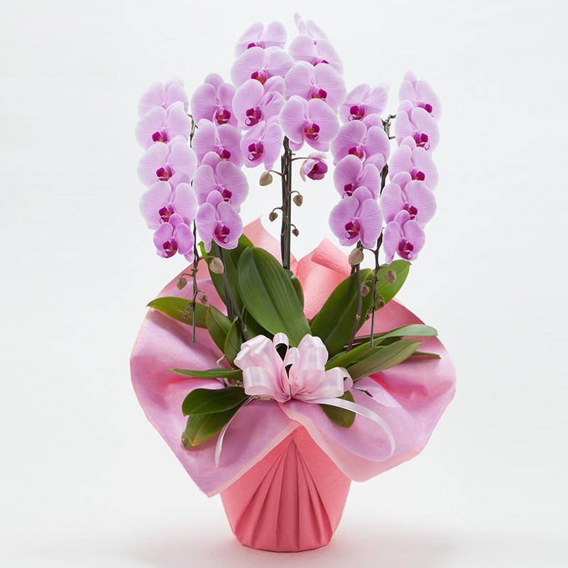 ��ĳ��3��Ω���ʥԥ󥯡�30�ء�