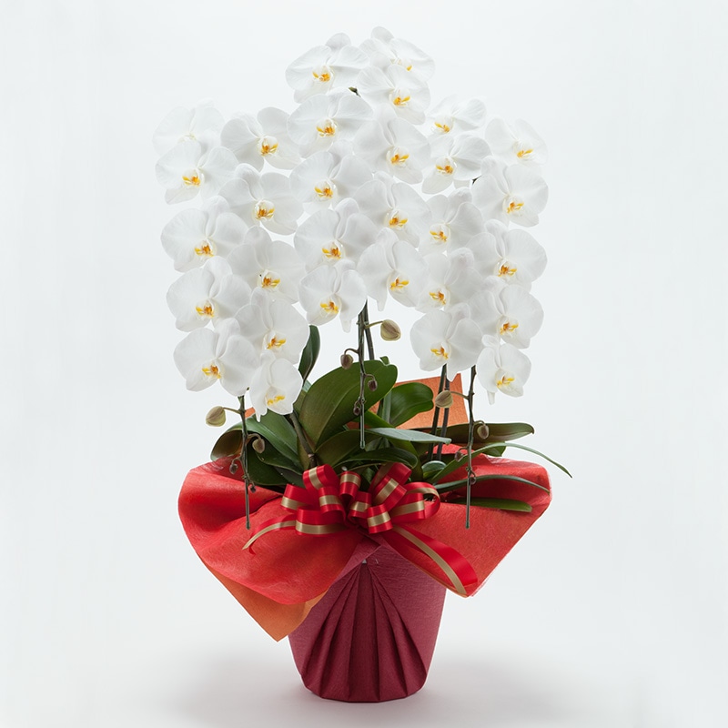 ��ĳ��3��Ω�������40�ء�