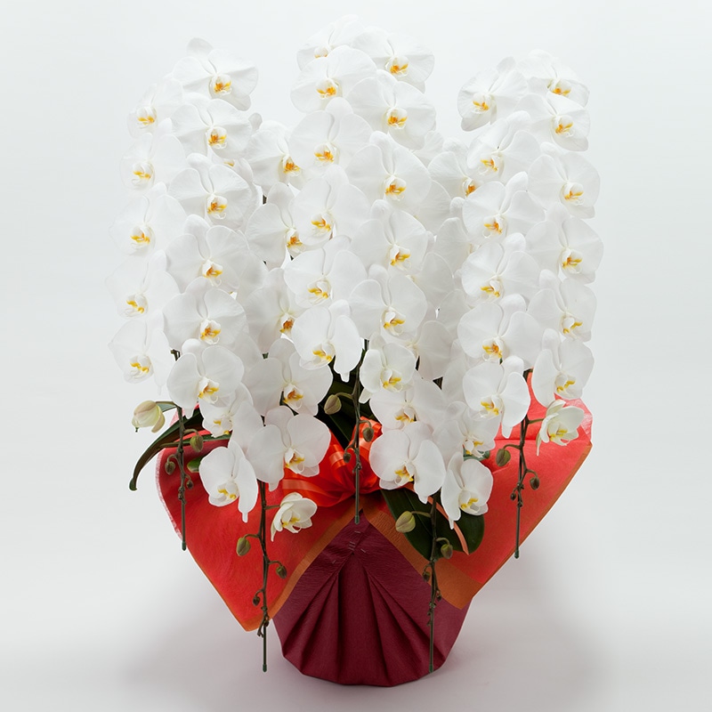 ��ĳ��5��Ω�������75�ء�