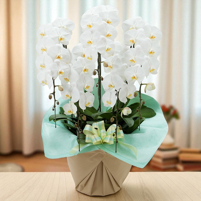 ��ĳ��5��Ω�������50�ء�