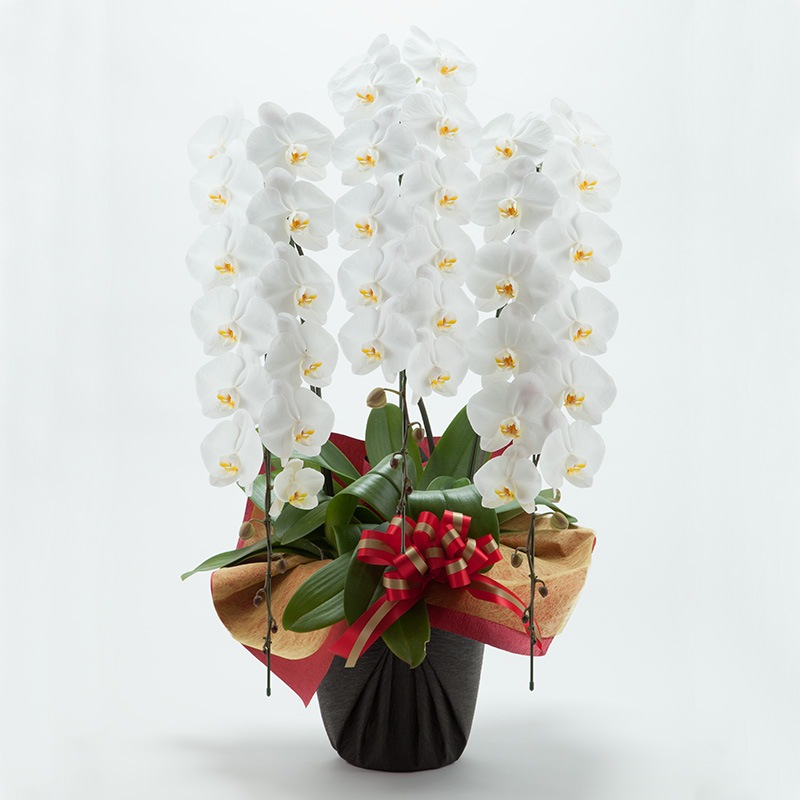 ��ĳ��3��Ω�������45�ء�