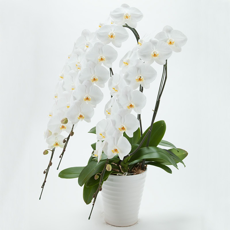 ��ĳ��3��Ω�������45�ء�