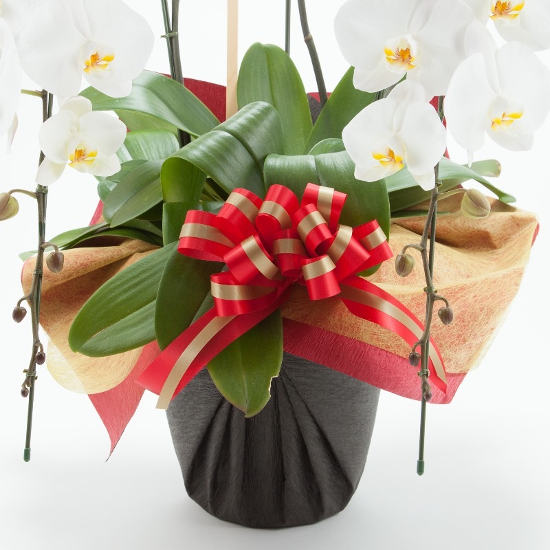 ��ĳ��3��Ω�������45�ء�