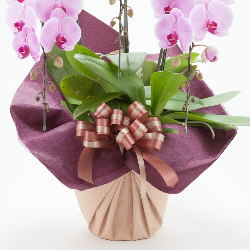 ��ĳ��3��Ω���ʥԥ󥯡�35�ء�