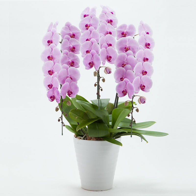 ��ĳ��3��Ω���ʥԥ󥯡�35�ء�