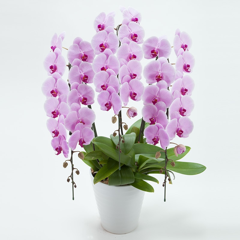 ��ĳ��3��Ω���ʥԥ󥯡�35�ء�