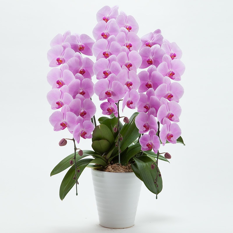 ��ĳ��3��Ω���ʥԥ󥯡�40�ء�