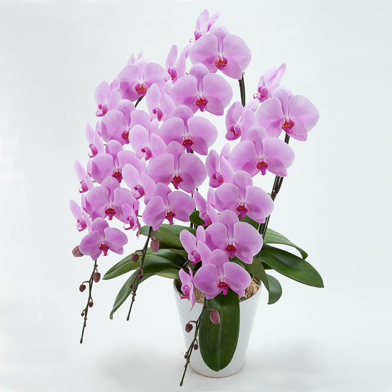 ��ĳ��3��Ω���ʥԥ󥯡�40�ء�