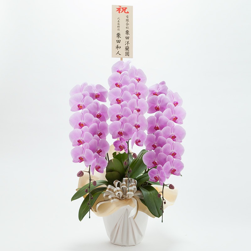 ��ĳ��3��Ω���ʥԥ󥯡�40�ء�