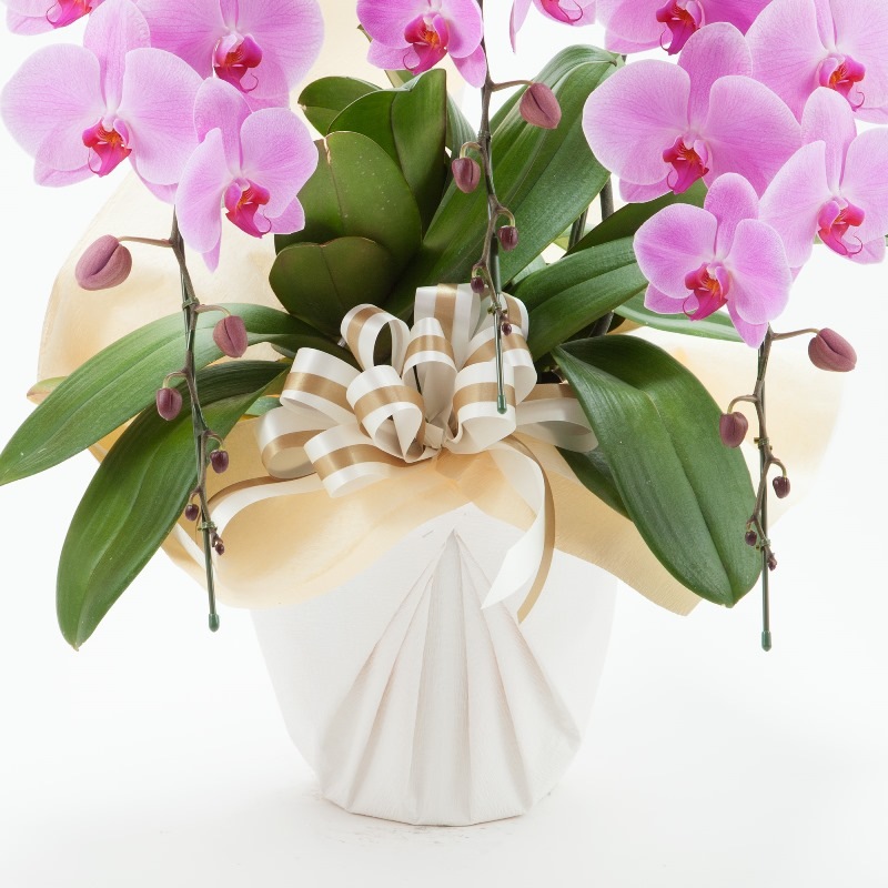 ��ĳ��3��Ω���ʥԥ󥯡�40�ء�