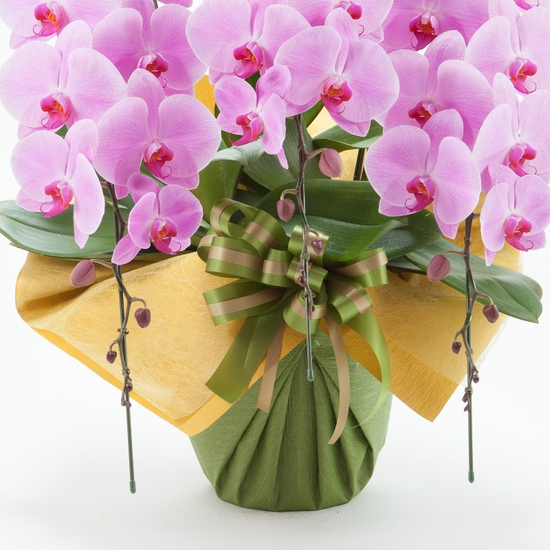 ��ĳ��3��Ω���ʥԥ󥯡�45�ء�