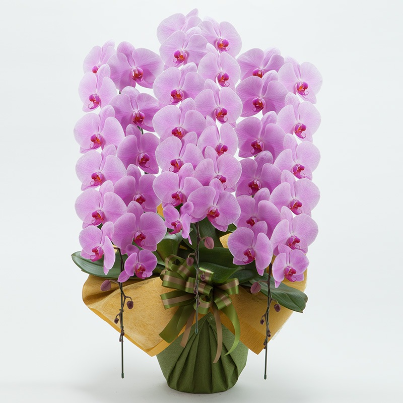 ��ĳ��3��Ω���ʥԥ󥯡�45�ء�