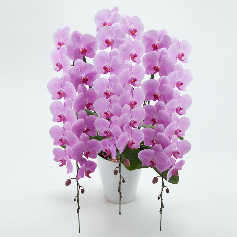 ��ĳ��3��Ω���ʥԥ󥯡�45�ء�