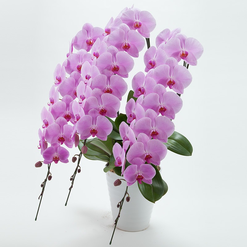 ��ĳ��3��Ω���ʥԥ󥯡�45�ء�