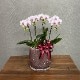 ȭ�μ�����ڤ���ߥǥ���ĳ�� (�ԥ�)����4��Ω�ˢ����������å�