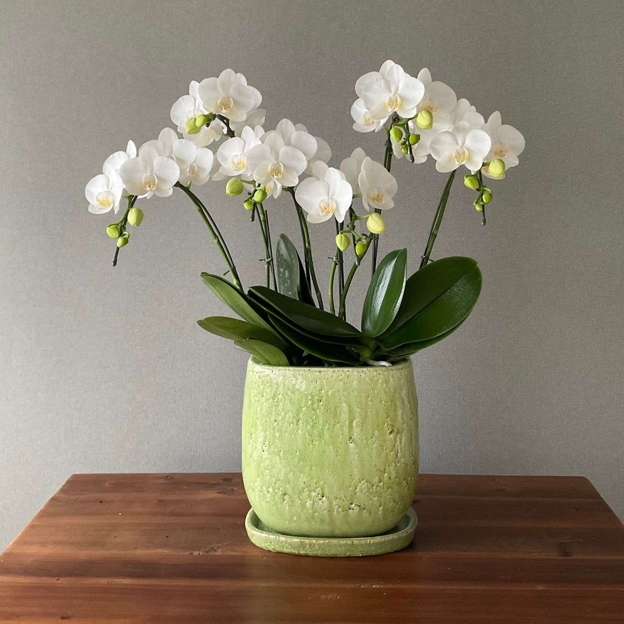 鉢の質感を楽しむミディ胡蝶蘭 『アマビリス』 （5～7本立）※受け皿