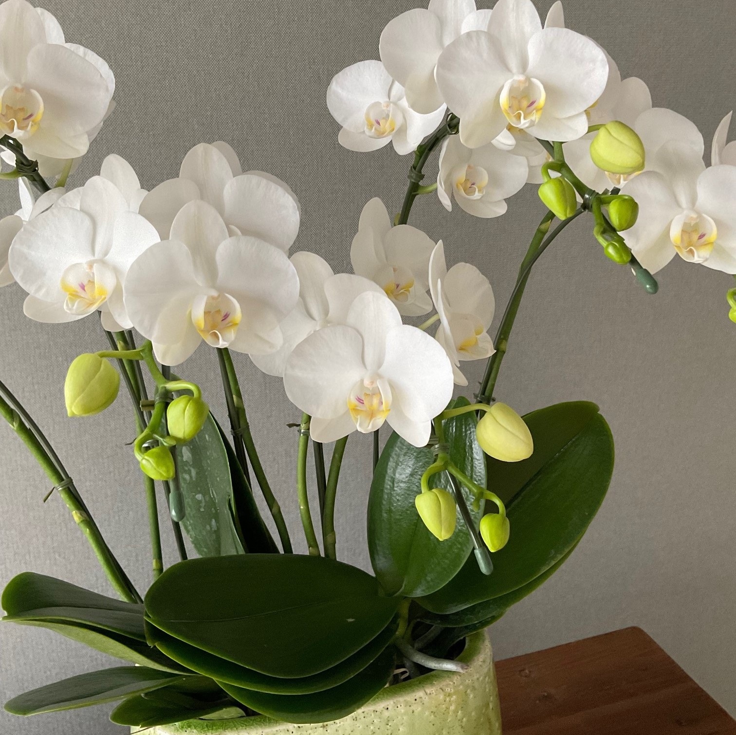 ȭ�μ�����ڤ���ߥǥ���ĳ�� �إ��ޥӥꥹ�١���5��7��Ω�ˢ����������å�