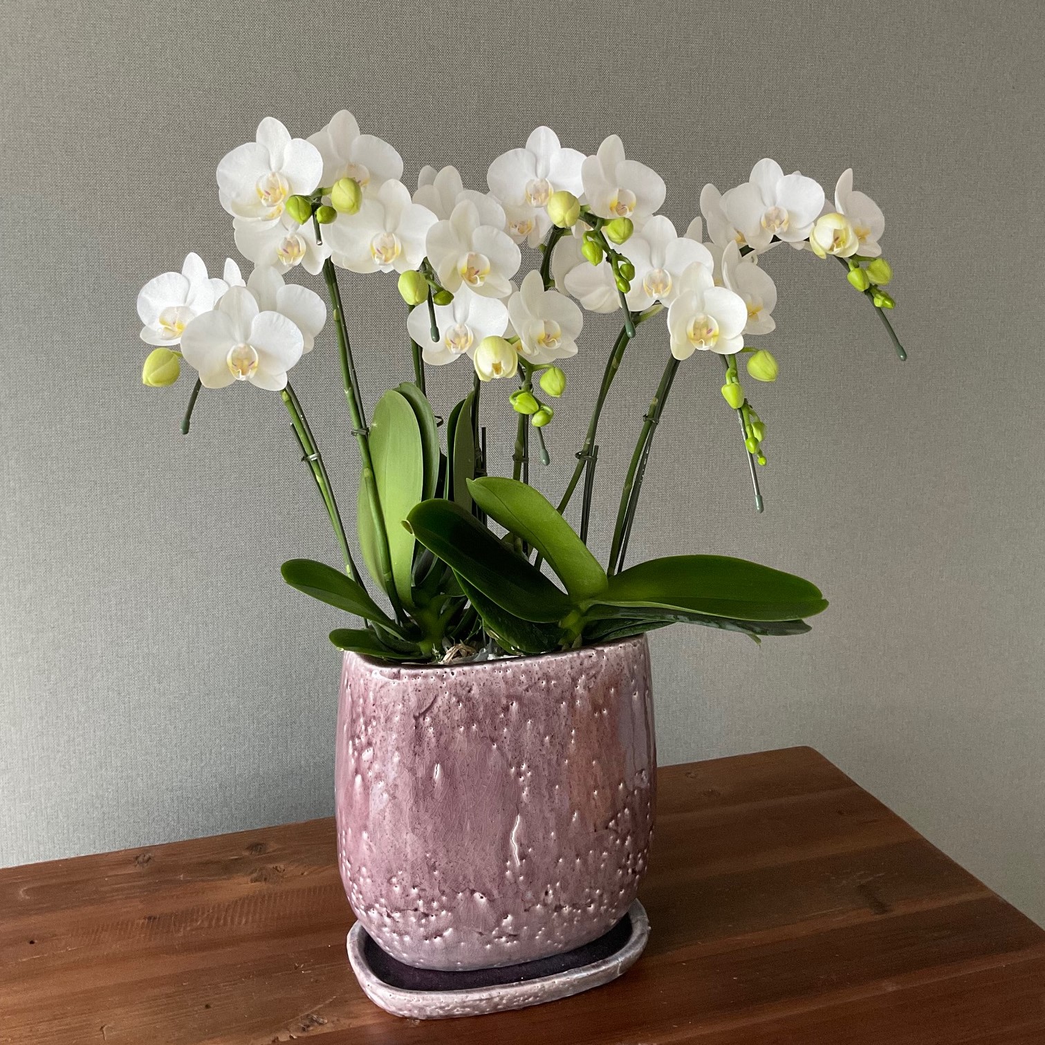 ȭ�μ�����ڤ���ߥǥ���ĳ�� �إ��ޥӥꥹ�١���5��7��Ω�ˢ����������å�