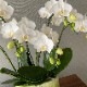 ȭ�μ�����ڤ���ߥǥ���ĳ�� �إ��ޥӥꥹ�١���5��7��Ω�ˢ����������å�