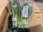 小松菜 ２００ｇ/袋入り