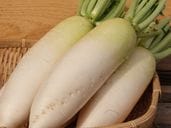 ボリューム満点の大根！　話題の美小姫（みこひめ）１本 / ４L、３Lサイズ