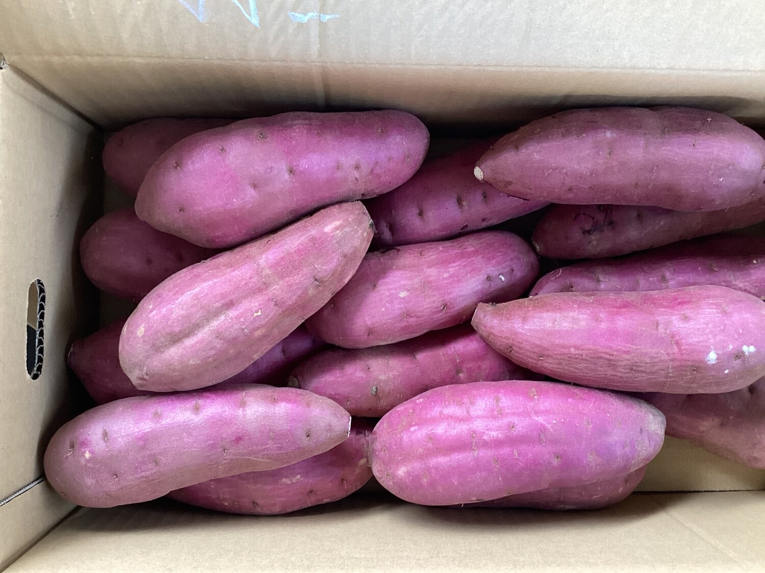 さつまいも(紅はるか)約500g袋入り / M・Sサイズ