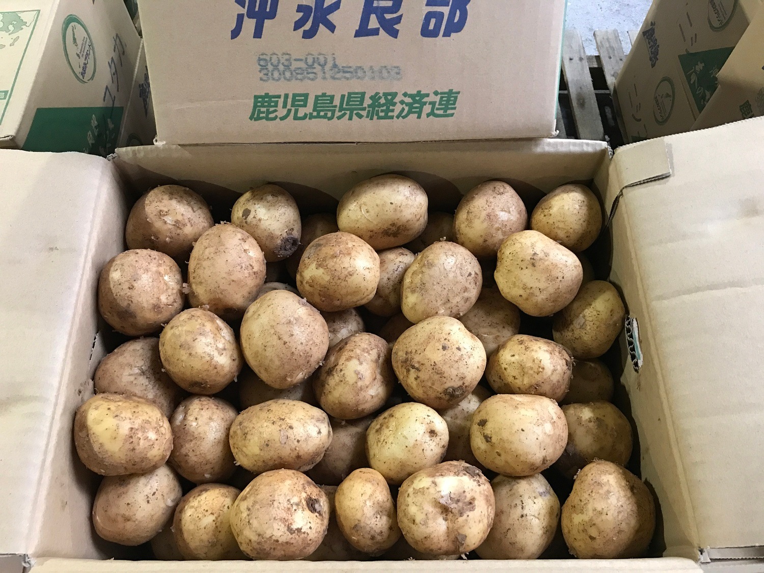 馬苓薯　ボリュームたっぷり 約１ｋｇ袋入り / L、Mサイズ