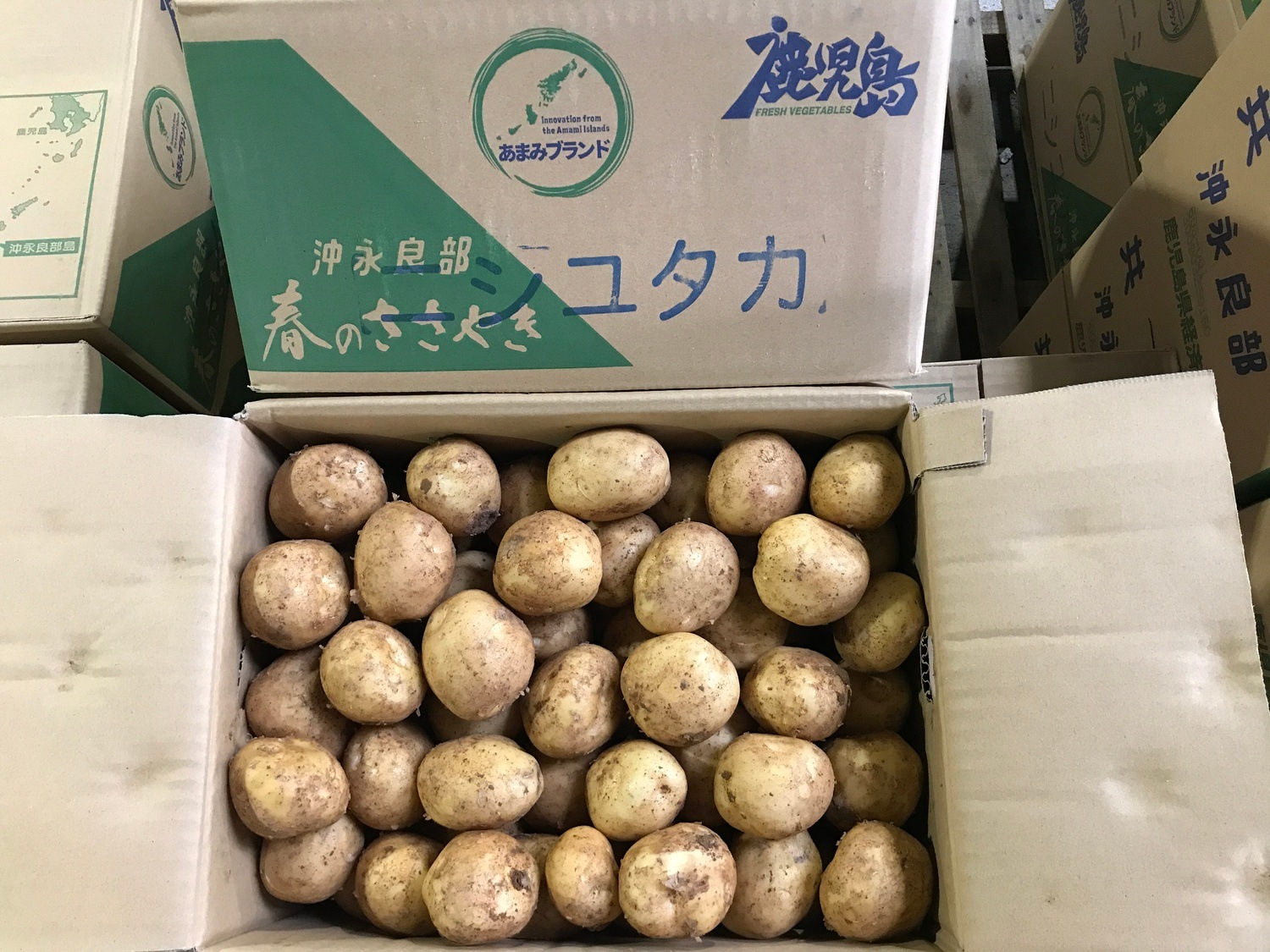 馬苓薯　ボリュームたっぷり 約１ｋｇ袋入り / L、Mサイズ