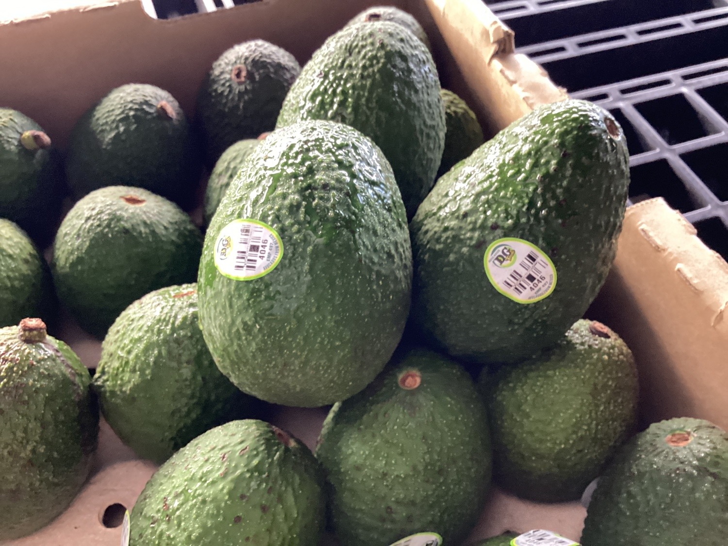 アボカド / 標準サイズ、１玉