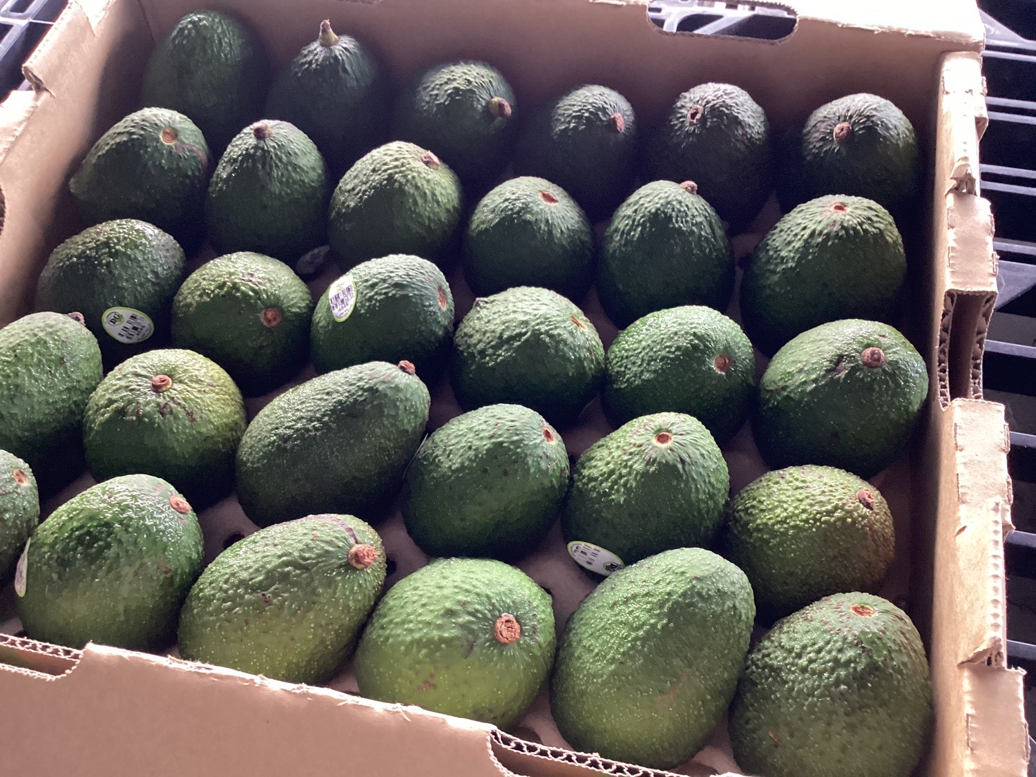 アボカド / 標準サイズ、１玉