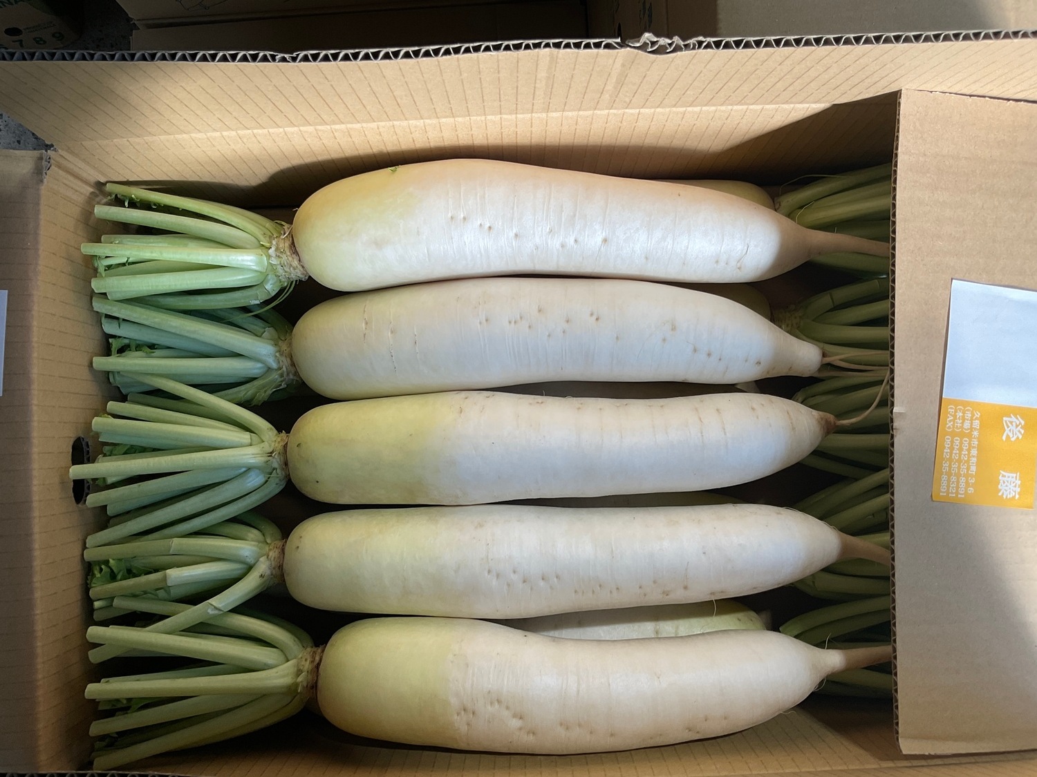 青首大根　１本 / L、Mサイズ