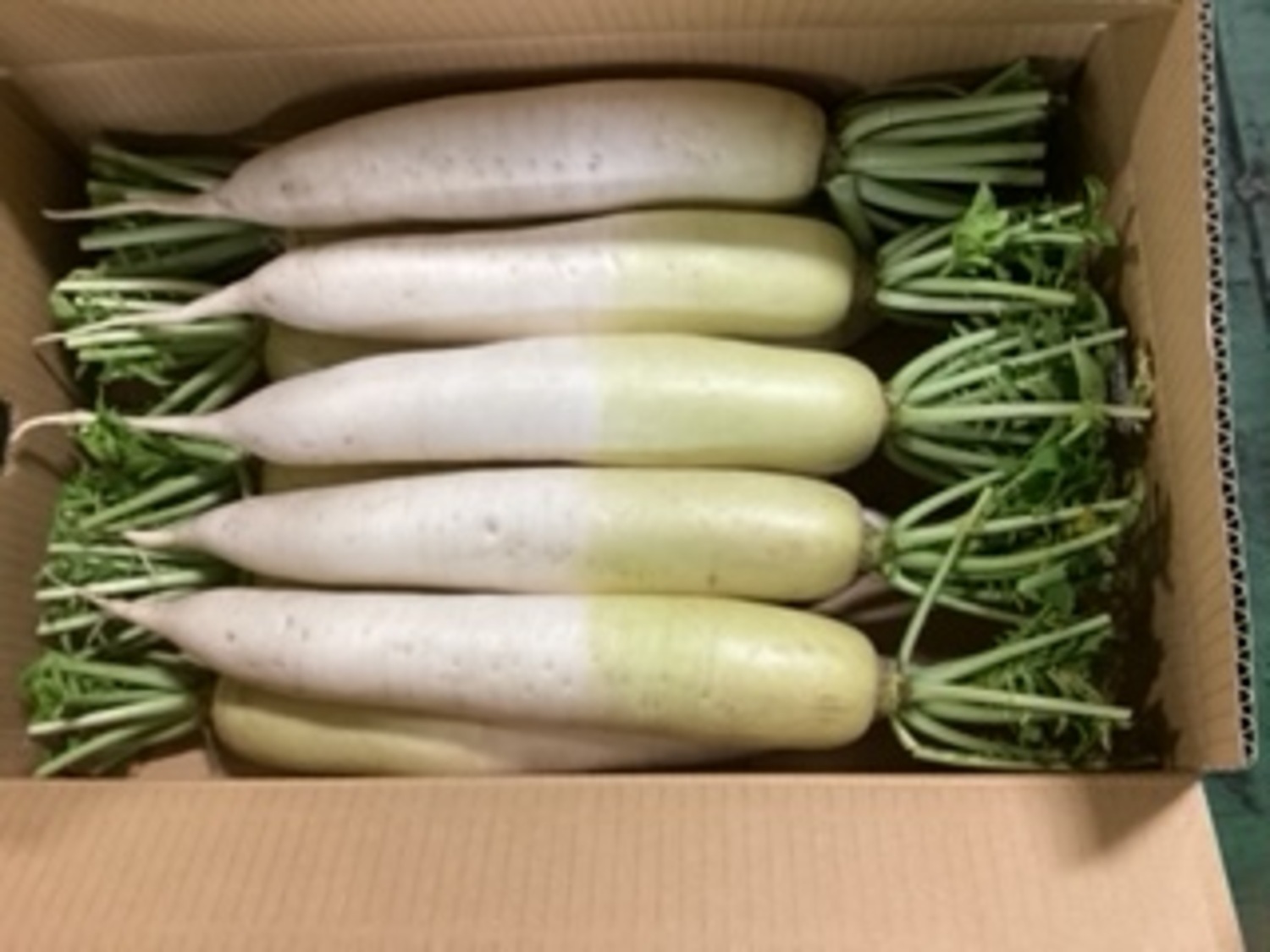 青首大根　１本 / L、Mサイズ