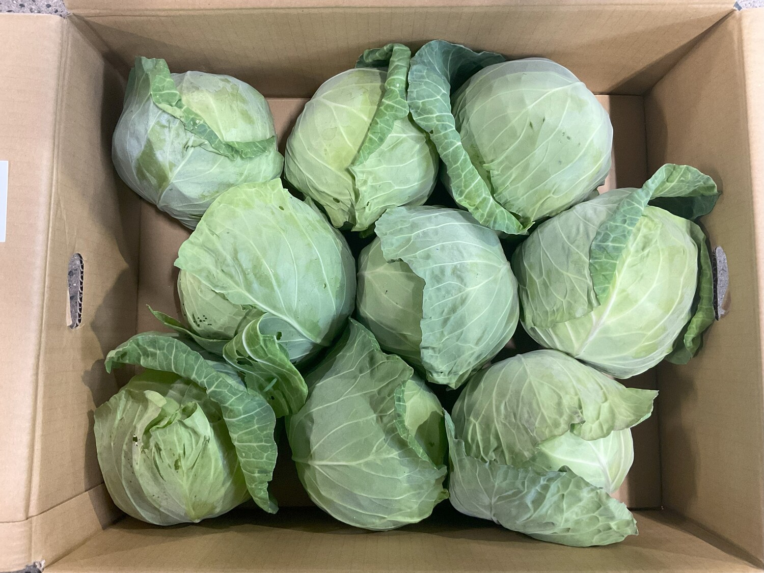 グリーンボール １玉 / L８玉サイズ