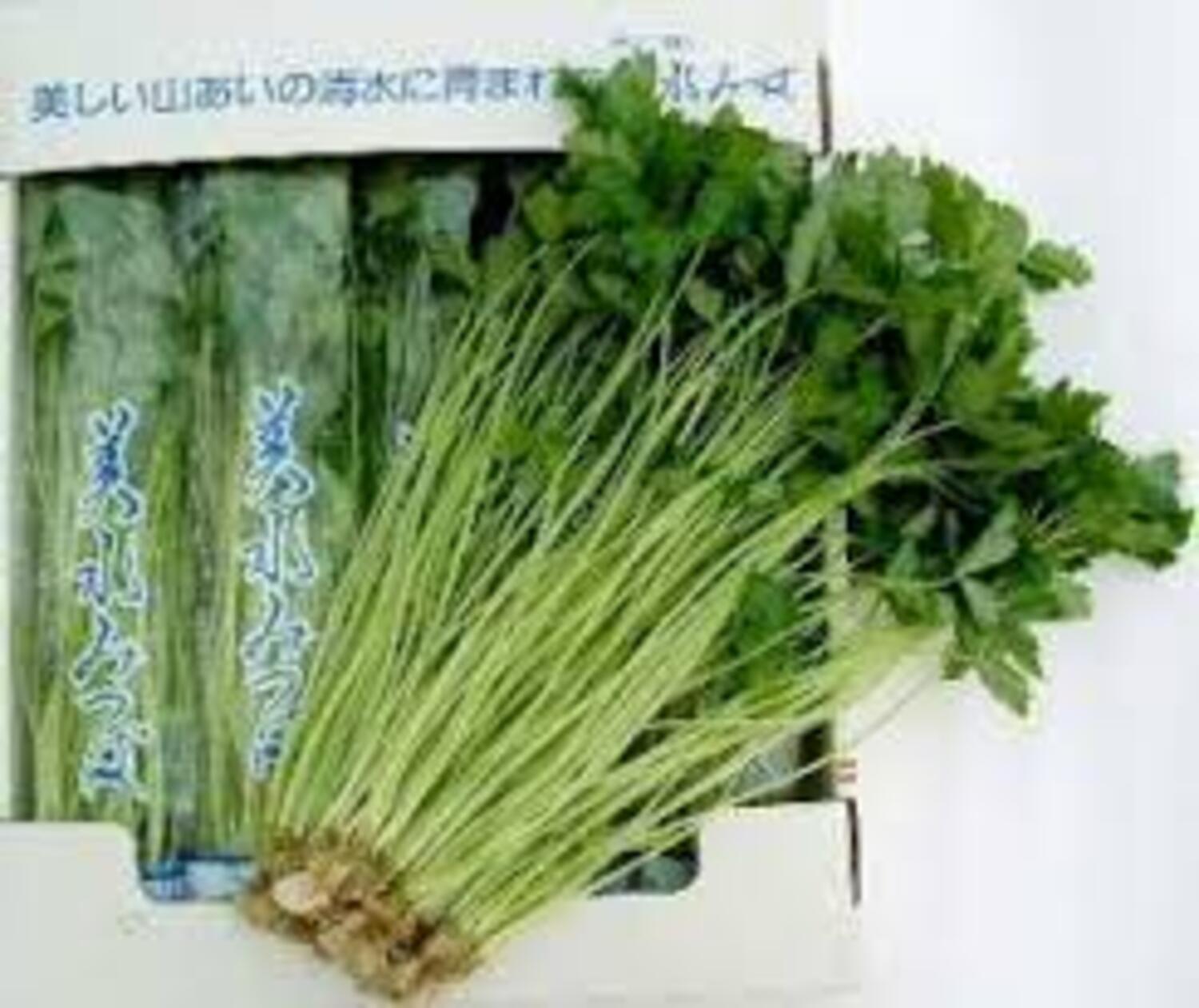 みつば / Mサイズ、約４５～６０ｇ