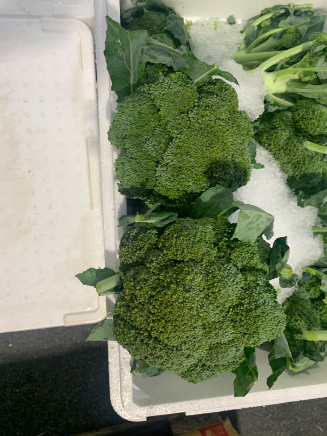 ブロッコリー １株 / L２０株サイズ