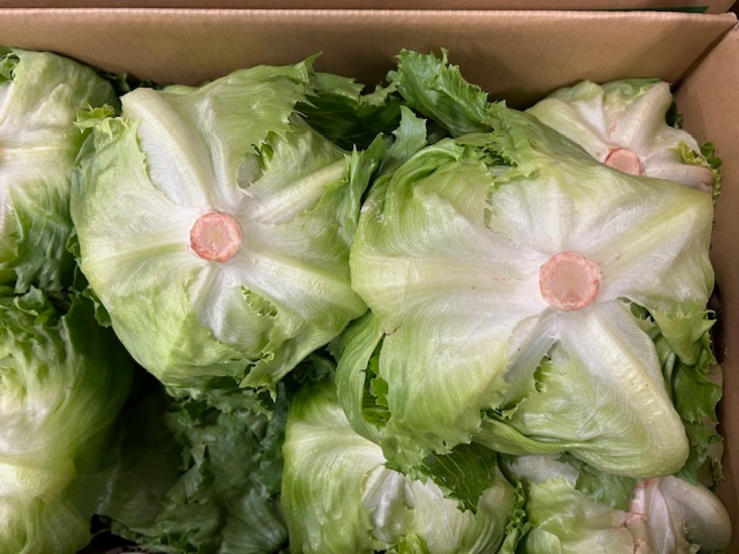 レタス　１玉 / Lサイズ