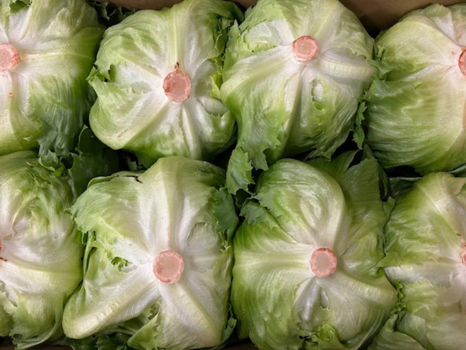 レタス　１玉 / Lサイズ