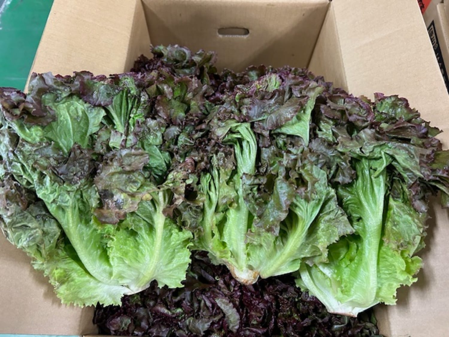 サニーレタス 1玉 / L、Mサイズ｜いちばdeマルシェe-ショッピング