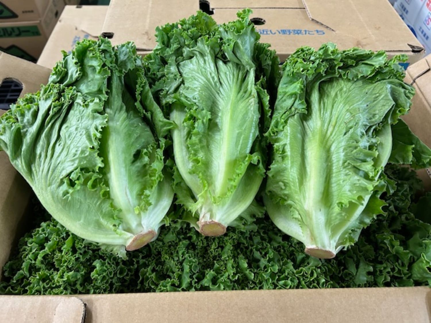 グリーンリーフレタス 1玉 / L、Mサイズ