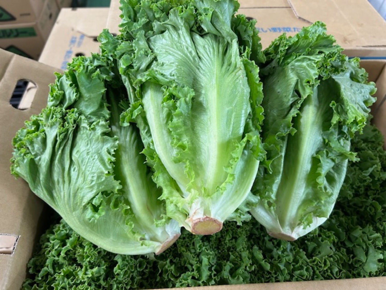 グリーンリーフレタス 1玉 / L、Mサイズ