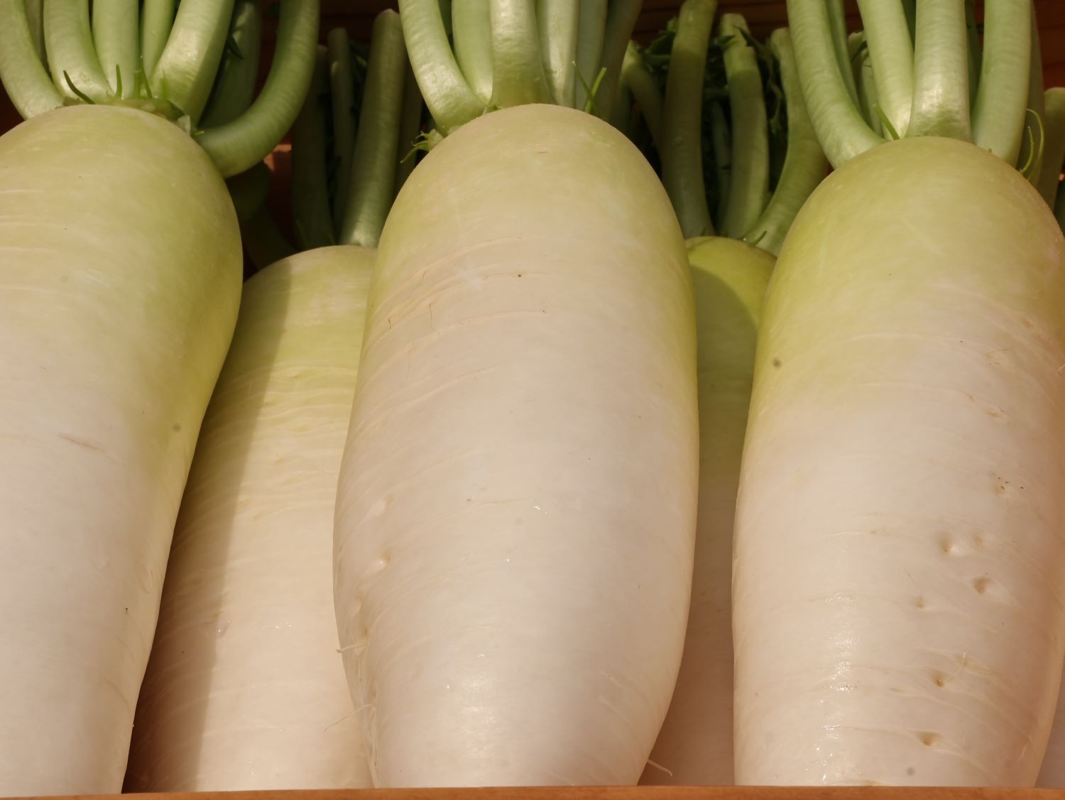 ボリューム満点の大根！　話題の美小姫（みこひめ）１本 / ４L、３Lサイズ